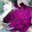 Willers-hof. Chou fleur violet