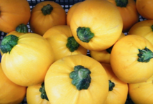 Willers-hof. Courgette ronde jaune