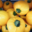 Willers-hof. Courgette ronde jaune