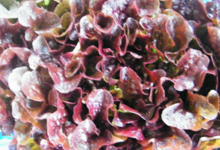 Willers-hof. Feuille de chêne rouge