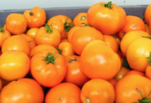 Willers-hof. Tomate orange