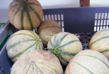 Willers-hof. melon