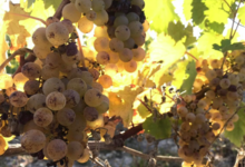 domaine moyer