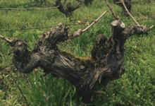domaine moyer