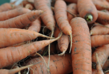 Le jardin de Marthe. Carottes