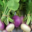 Le jardin de Marthe. Navet