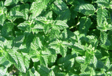 Le jardin de Marthe. Menthe