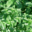 Le jardin de Marthe. Menthe
