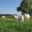 GAEC Boehmler. Au Domaine du Charolais