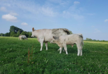 GAEC Boehmler. Au Domaine du Charolais