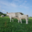GAEC Boehmler. Au Domaine du Charolais
