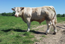GAEC Boehmler. Au Domaine du Charolais
