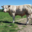 GAEC Boehmler. Au Domaine du Charolais