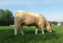 GAEC Boehmler. Au Domaine du Charolais