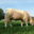 GAEC Boehmler. Au Domaine du Charolais
