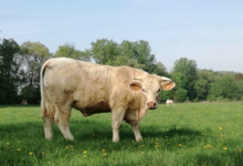 GAEC Boehmler. Au Domaine du Charolais