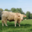 GAEC Boehmler. Au Domaine du Charolais