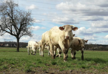 GAEC Boehmler. Au Domaine du Charolais