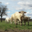 GAEC Boehmler. Au Domaine du Charolais