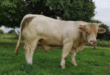 GAEC Boehmler. Au Domaine du Charolais
