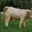 GAEC Boehmler. Au Domaine du Charolais