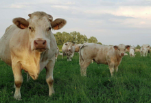 GAEC Boehmler. Au Domaine du Charolais