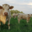 GAEC Boehmler. Au Domaine du Charolais