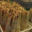 La Ferme De La Plume D'or. Asperges