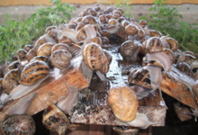 L'escargot du Niederrott. Ferme Friess
