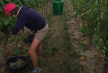 Domaine Bechtold