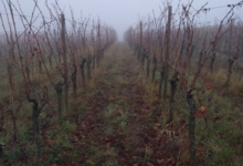 Domaine Bechtold