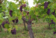 Domaine Bechtold