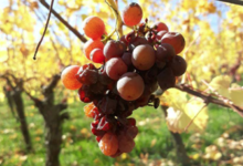 Domaine Bechtold