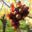 Domaine Bechtold
