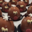Pâtisserie François. Caribous