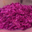 Wittmann-Brand. Salade de chou rouge