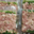 Boucherie Chez Laurent. jambon persillé maison