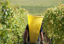 Meyer Eugène, vins d'Alsace