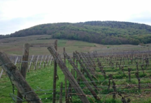 Domaine Dirler-Cadé