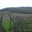 Domaine Dirler-Cadé