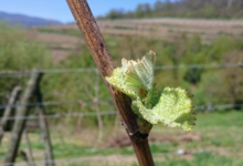 Domaine Dirler-Cadé