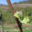 Domaine Dirler-Cadé
