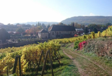 Domaine Dirler-Cadé