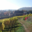 Domaine Dirler-Cadé