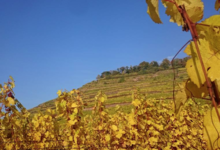 Domaine Dirler-Cadé
