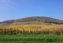 Domaine Dirler-Cadé
