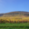 Domaine Dirler-Cadé
