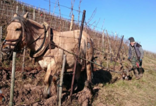 Domaine Dirler-Cadé