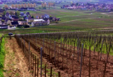 Domaine Albert Mann