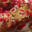Maison Gantier. Brioche à la praline